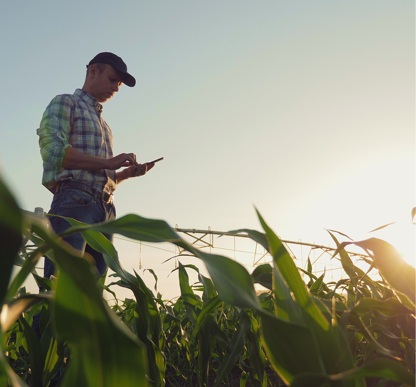 A farmer examining his crop with a tablet in hand